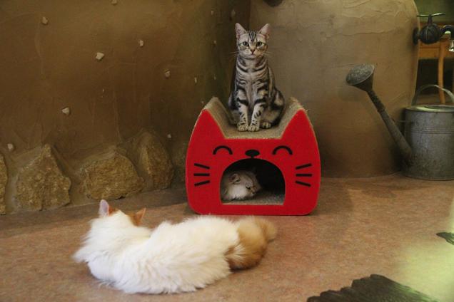 Cat Cafe - Cat Hut